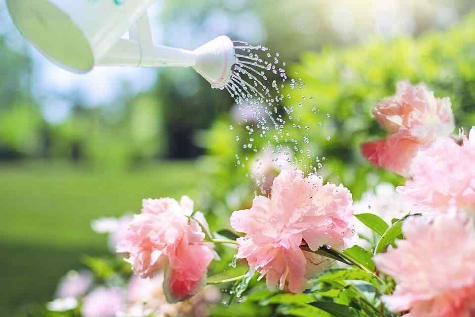 Gardening_watering