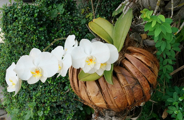 Best Tips To Grow Orchids - cutegradenning.com