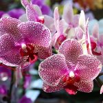 Best Tips To Grow Orchids - cutegardening.com