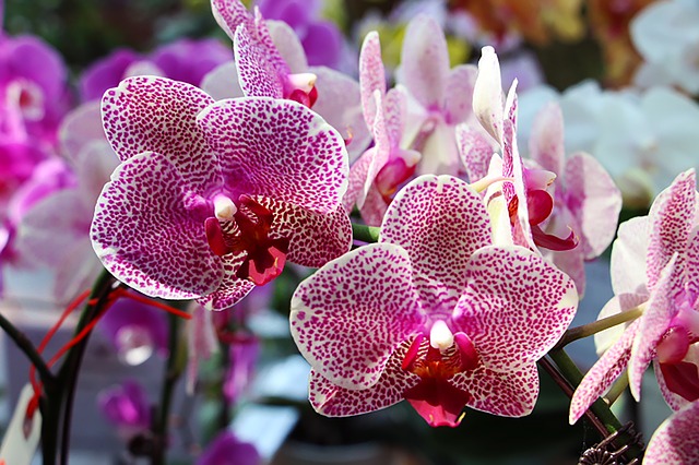 Best Tips To Grow Orchids - cutegardening.com